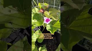 Sweet potato flower youtubeshorts [upl. by Jacques]