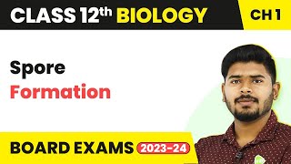 Spore Formation  Reproduction in Organisms  Class 12 Biology 202223 [upl. by Atela174]