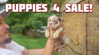 Bully Puppies Available [upl. by Ainimreh]