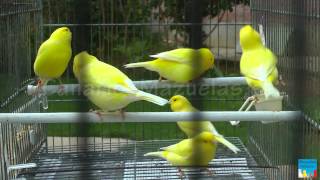 CANARIES LIPOCHROMES INTENSIF JAUNE [upl. by Akinam954]