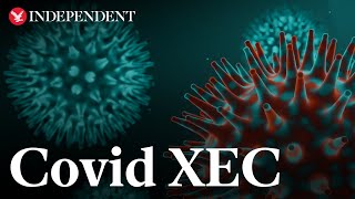 Covid XEC What are the symptoms of new virus strain [upl. by Rovelli]