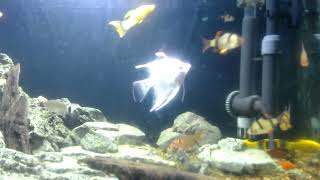 Video for cat to watch  Amazing video  Fish swimming Part 31 [upl. by Namhar897]