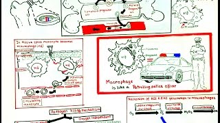 Macrophage and its role in immunity [upl. by Seraphim]