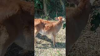 cow herd in the desert cow cow cowcow animalsanimalsvideo [upl. by Eoj]