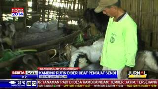 Kambing Jawarandu Jadi Primadona Obat Kuat Kuncinya [upl. by Bilow]