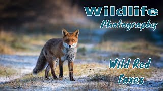 PHOTOGRAPHING WILD RED FOXES  WILDLIFE PHOTOGRAPHY UK [upl. by Elladine]