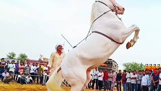 ghodi ki Pakistani dhamalhorse dancehorseghodaghoda dj [upl. by Haidedej887]