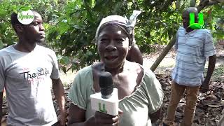 AYEKOO COCOA FARMERS AT NEW EDUBIASE SHARE THEIR VIEWS ON POLLINATION [upl. by Nettie386]