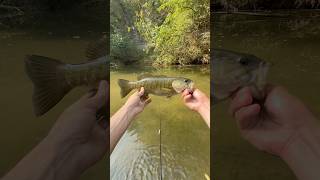 I couldnt keep the creek fish off the Strike King bitsy dawg fishing smallmouthbass fishingvideo [upl. by Shifra986]