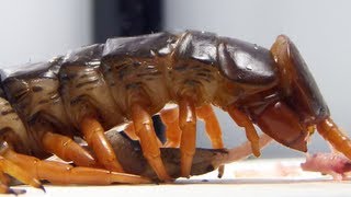 LIVE FEEDING Giant centipede Scolopendra subspinipes [upl. by Adda173]