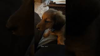 Life of the doxies dachshund [upl. by Ahsyak]