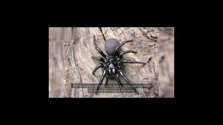 Sydney Funnel Web Spider [upl. by Leonhard]