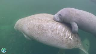 How fast can manatees swim [upl. by Sheley]