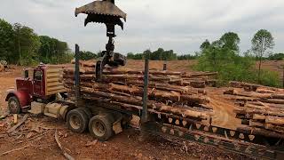 Forestry logging  harvesting trees in Alabama [upl. by Bacon]