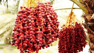 Awesome Dates Palm Cultivation in desert  Dates Palm Farm and Harvest  Dates Processing Factory [upl. by Baram]