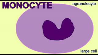 les cellules sanguines 4 les monocytes [upl. by Maxma]