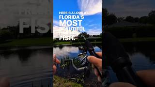 The most beautiful freshwater fish in South Florida fishingflorida pondfishing [upl. by Platas342]