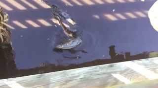 Crocodile vs alligator fighting over space and food [upl. by Kerstin]