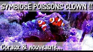 POISSONS CLOWN ENFIN LA SYMBIOSE  REEF 10  Aquariophilie by Aqua Zen [upl. by Isbella]