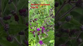 Missouri Ironweed Michigan nativegardening nativeplants wildflower raingarden nolawn nomowlawn [upl. by Nizam]