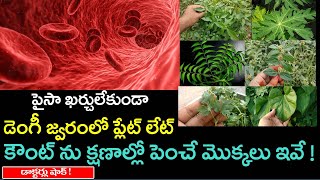 పైసా ఖర్చులేకుండా డెంగీ జ్వరంలో ప్లేట్ లేట్ కౌంట్ ను క్షణాల్లో పెంచే మొక్కలు ఇవే [upl. by Rhianna]