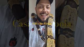 Jiboia BCC jiboia animaisdeestimação snakecobra saudeanimal boaconstrictor animals biologia [upl. by Gardner]