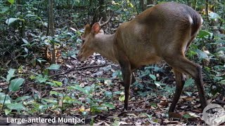 Latest Camera Trap Footage Exciting Updates from the Largeantlered Muntjac Survey [upl. by Malvino]