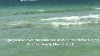 Stingrays take over the shoreline in Manatee Public Beach Holmes Beach Florida [upl. by Ailsun]