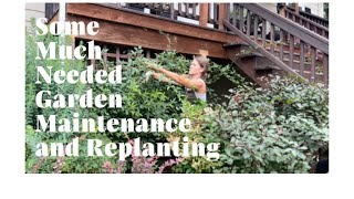 Some MUCH Needed Garden Maintenance  Pruning Climbing Roses Shrubs and Replacing Lemon Cypress [upl. by Milena]