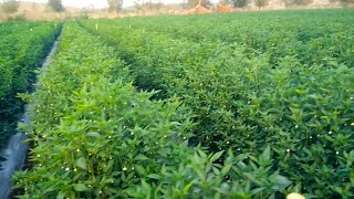 मिर्च की खेती  Chilli Farming  Full Video  mirchi ki kheti  Green Chilli  Hot Pepper farming [upl. by Jonme667]