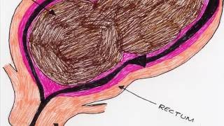 The GastroIntestinal Tract [upl. by Ruth]