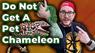 DO NOT GET A CHAMELEON Get One Of These Instead [upl. by Frerichs]