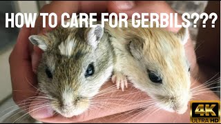 Basic Gerbil Care [upl. by Latoniah119]