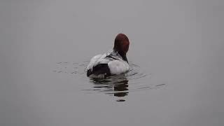 Pochard drake preening [upl. by Ludwig]