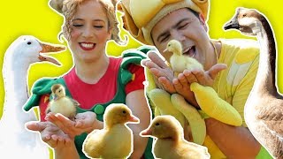 Fozi Mozi English  The Duck Song [upl. by Alaham]