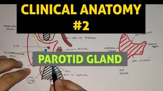 Parotid Gland 5  Frey Syndrome  Clinical Anatomy [upl. by Ridan]