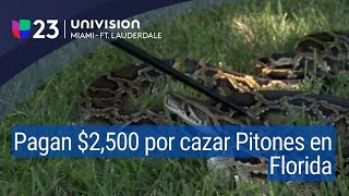 No tienes que ser un cazador profesional para ganar 2500 si capturas una pitón en Florida [upl. by Forrer]