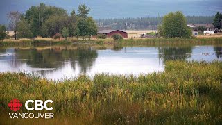 Nature Trust of BC raises 4 million to protect Kootenay grizzly and elk habitat [upl. by Merchant293]