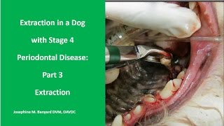 Extraction in a dog with Stage 4 Periodontal Disease Part 3 Tooth Extraction [upl. by Gyasi]