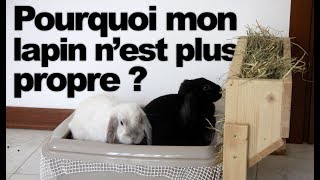 Pourquoi mon lapin nest plus propre [upl. by Engenia]