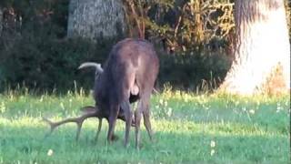 cerf brame Chambord MVI09512MOV [upl. by Amin20]