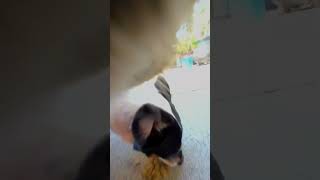 Cats GoPro Footage Reveals His Secret Life  The Dodo [upl. by Doraj]