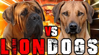 Boerboel vs Rhodesian Ridgeback  Rhodesian Ridgeback vs Boerboel  Billa Boyka [upl. by Aleahc]