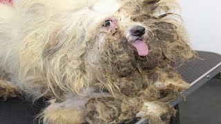 Rescuing a Neglected Dog  A Story of Hope and Transformation rescuedog groomingstudioleni [upl. by Kahlil700]