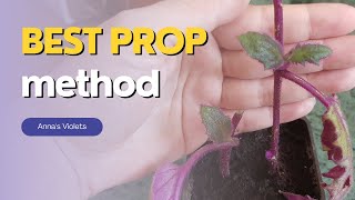 Purple Passion Plant Propagation FROM CUTTINGS  Water vs Soil vs Perlite [upl. by Iznil335]