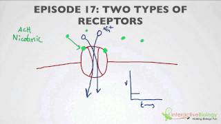 017 Two Types of Receptors [upl. by Nylsej627]