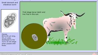 Life cycle of Trichostrongylus species T axei and T colubriformis [upl. by Milano]