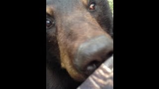 Bear amp Man Face to Face ORIGINAL VIDEO [upl. by Atires]