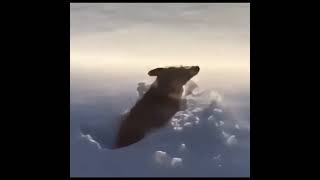 My Pet Skydive without Parachute [upl. by Eceela829]