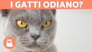 5 SEGNALI che il tuo gatto ti odia 😾 [upl. by Luthanen796]